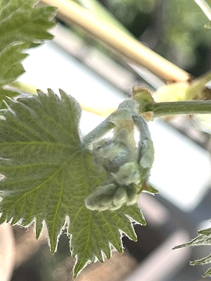 シャインマスカット、Shine Muscat、水耕栽培、ベランダ栽培、ベランダ菜園、grapes、枯れた、 復活、収穫、