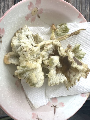 シャインマスカット、Shine Muscat、水耕栽培、ベランダ栽培、ベランダ菜園、grapes、枯れた、 復活、収穫、